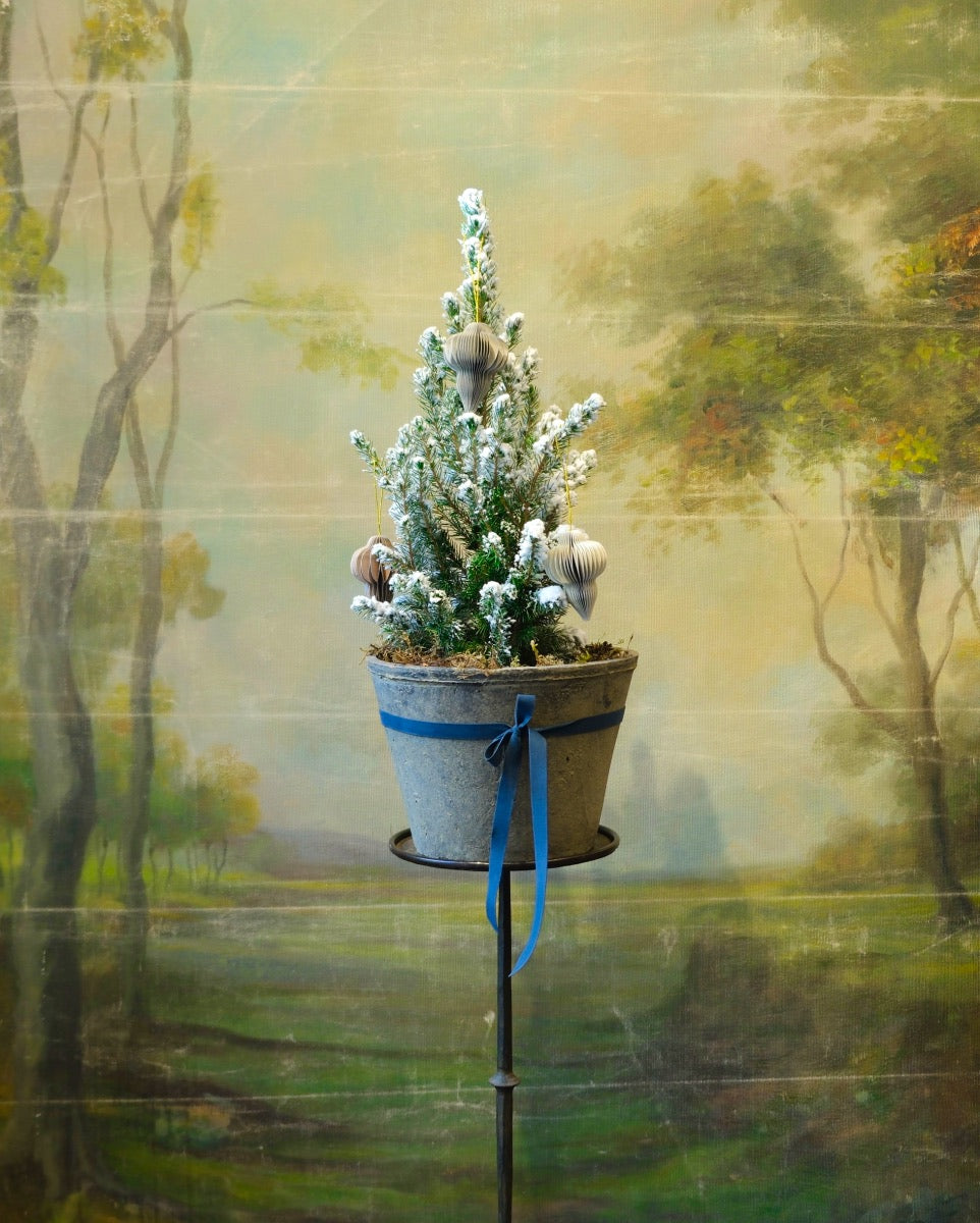 Abeto nevado en maceta