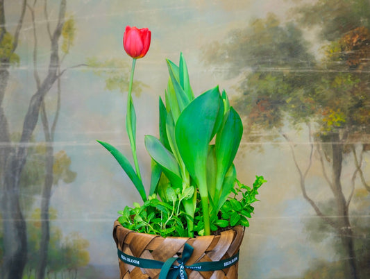 Cesta Oslo S con tulipanes y menta