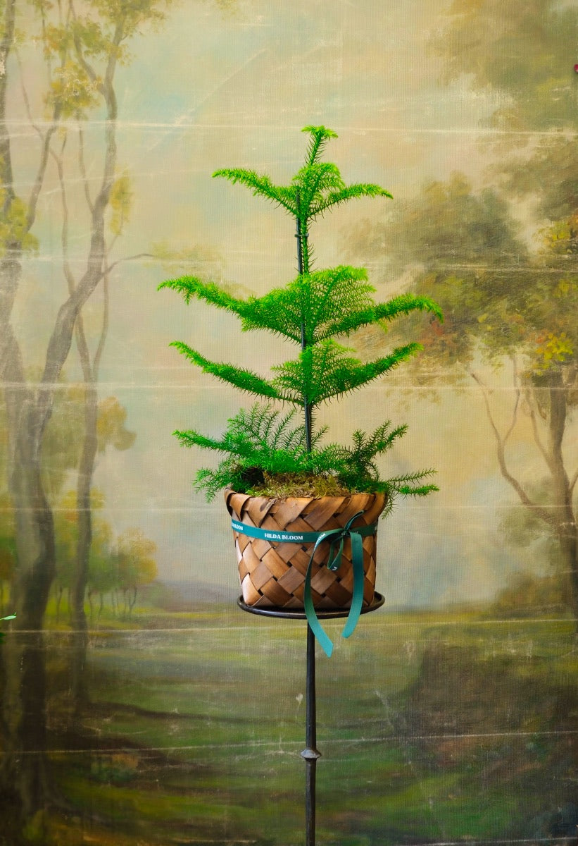 Cesta Oslo S con abeto natural