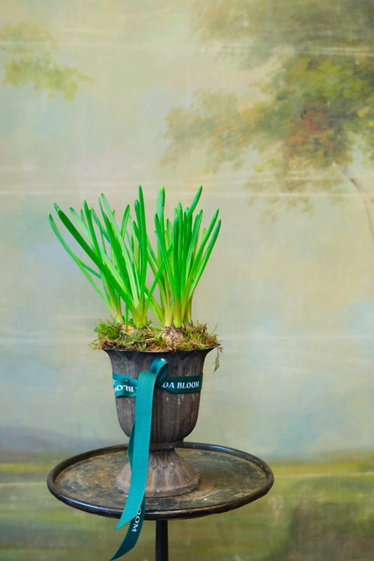 Copa Garden con planta