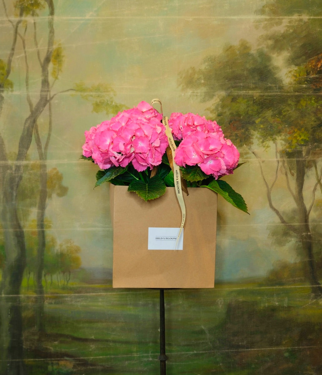 Hortensia M