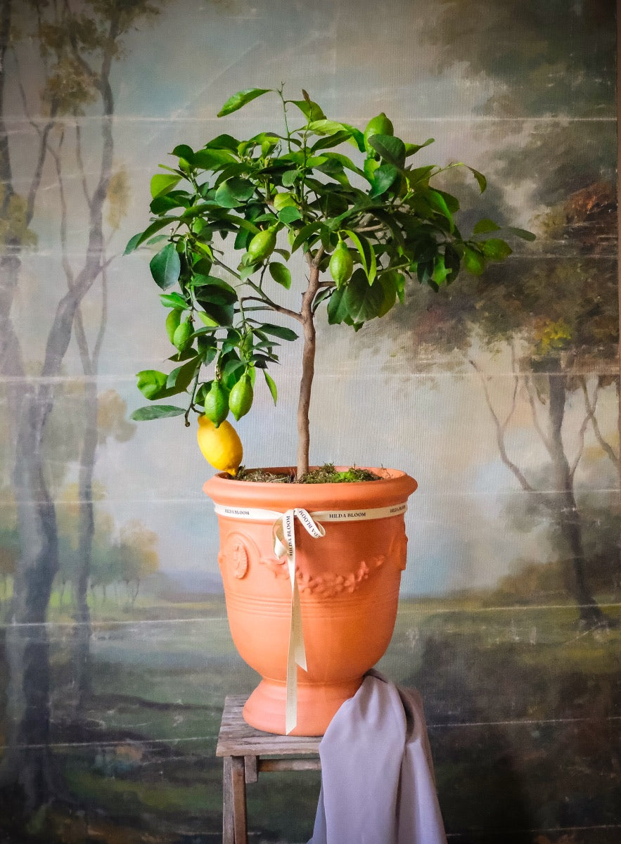 Calamondino (cítrico)