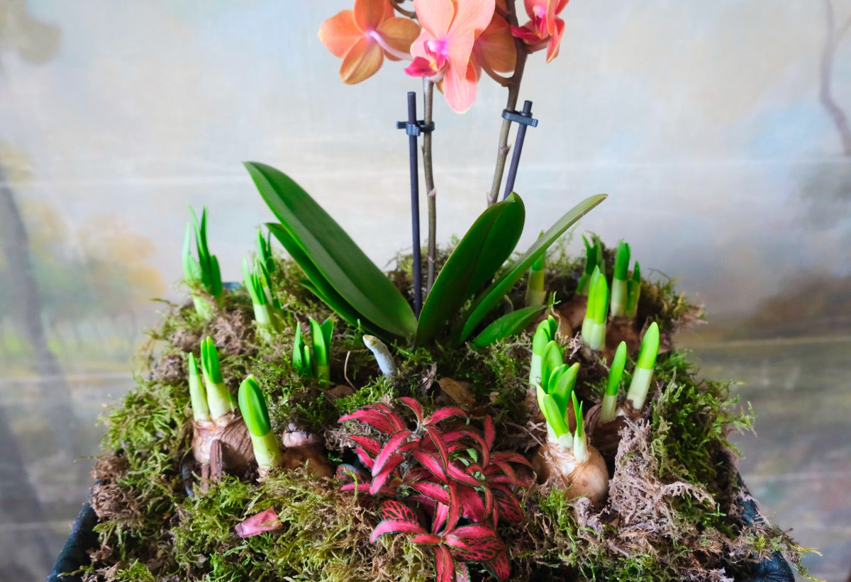 Petit Jardin
