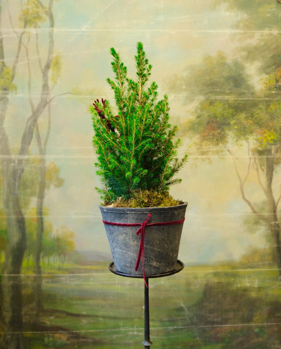 Abeto en maceta con reno