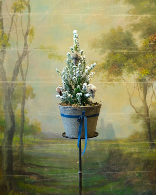 Abeto nevado en maceta