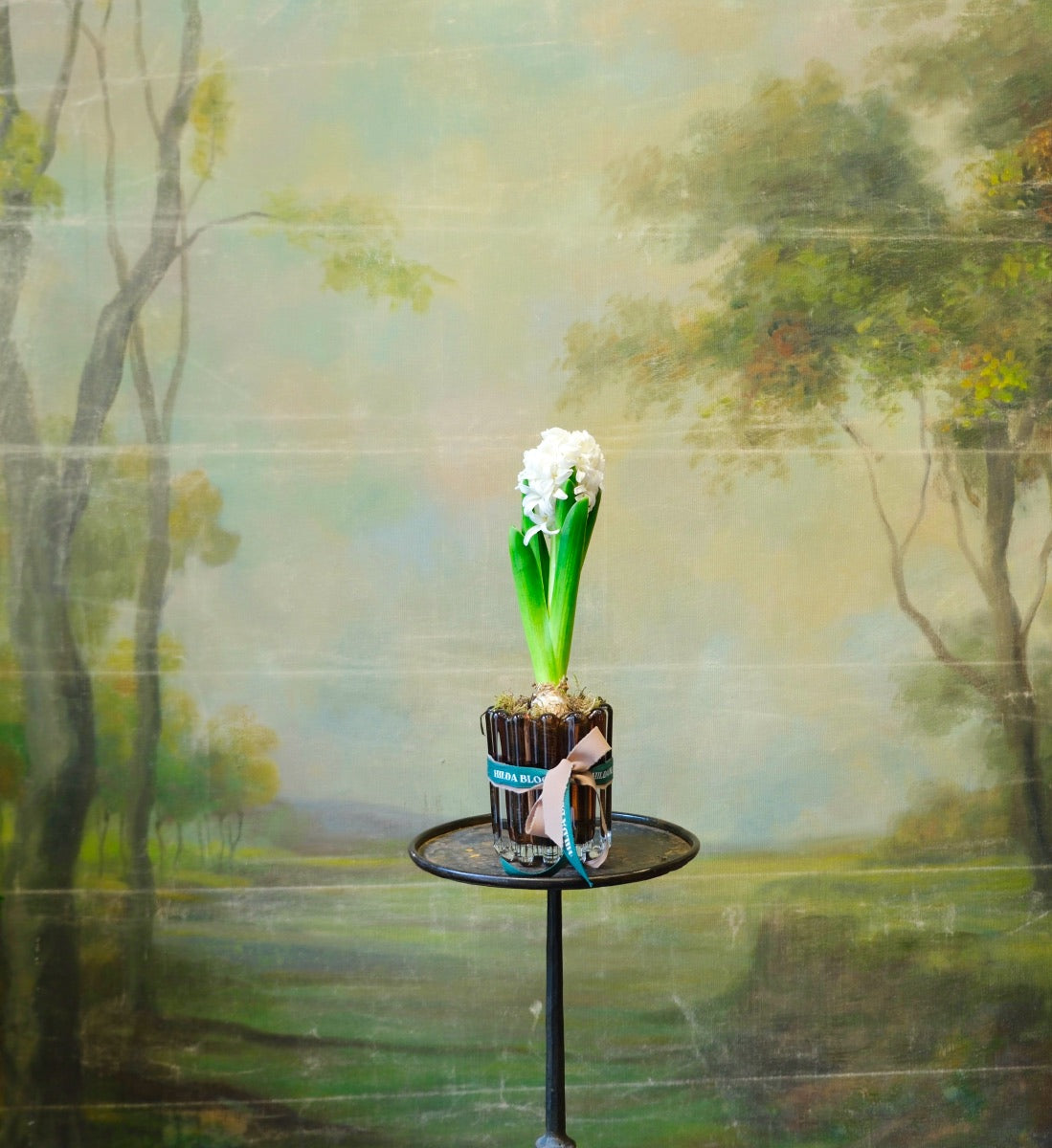 Vaso Siena con bulbo de jacinto