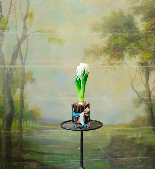 Vaso Siena con bulbo de jacinto