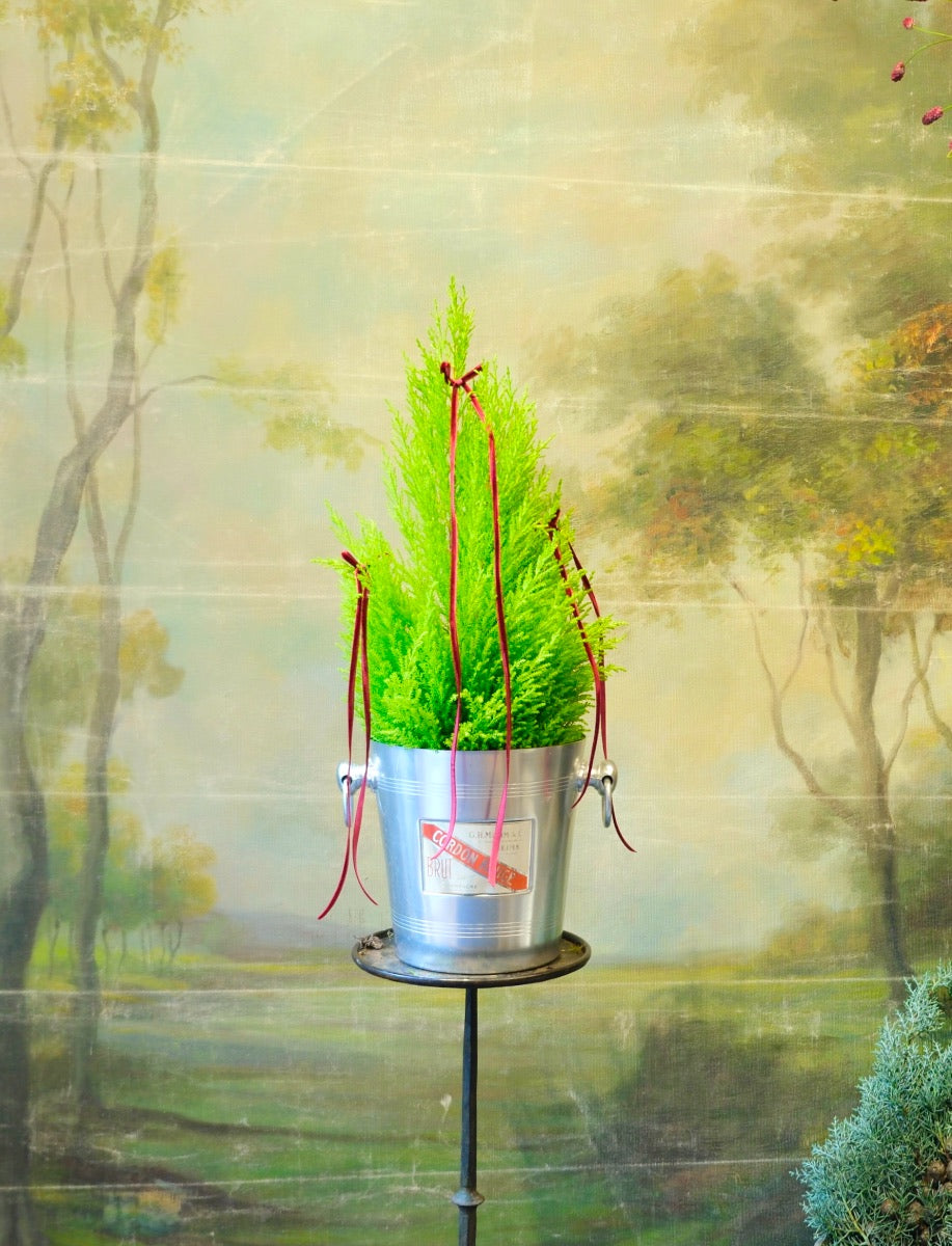 Champanera con ciprés y lazos