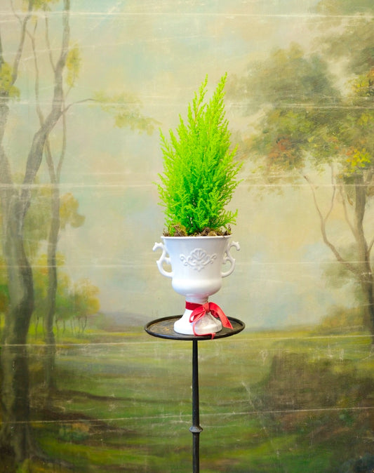 Copa Florencia con ciprés