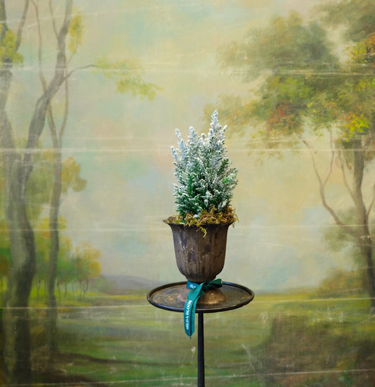 Copa Garden con ciprés nevado