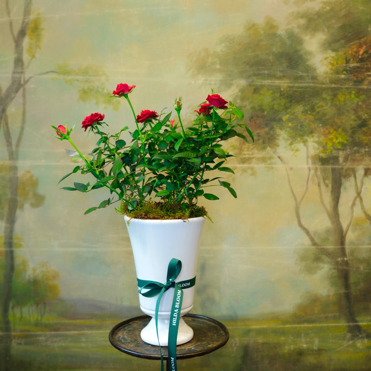 Copa Sissi con rosal