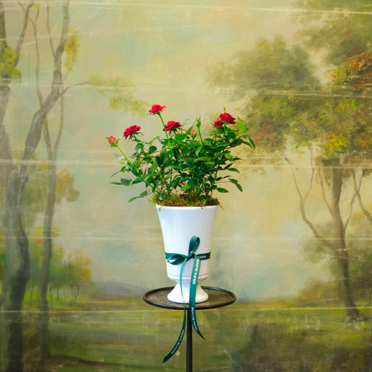 Copa Sissi con rosal