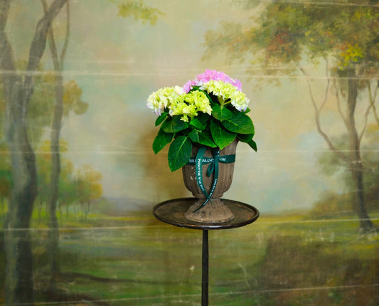 Copa Garden M con Hortensias