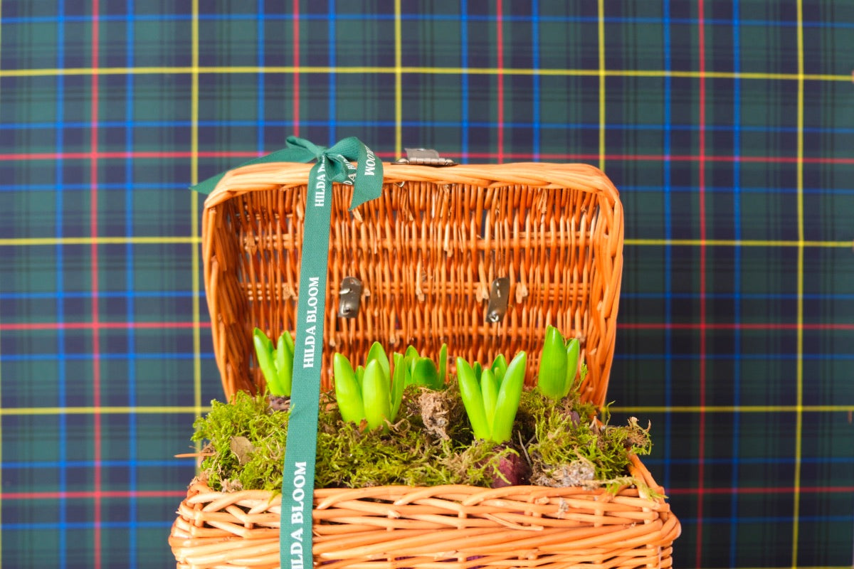 Hamper con bulbos