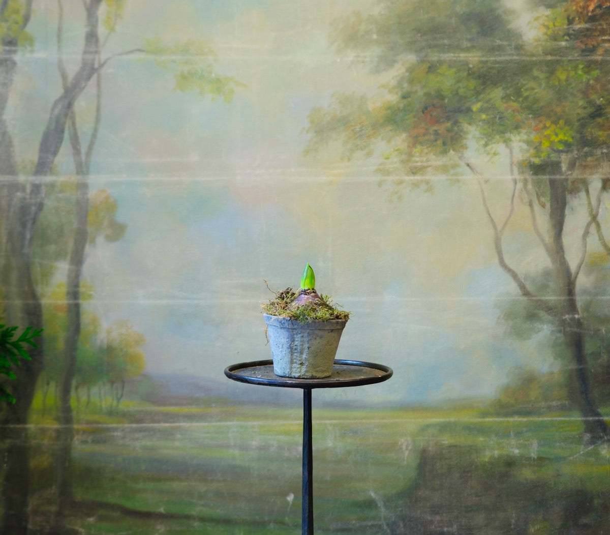 Maceta mini con bulbo de jacinto