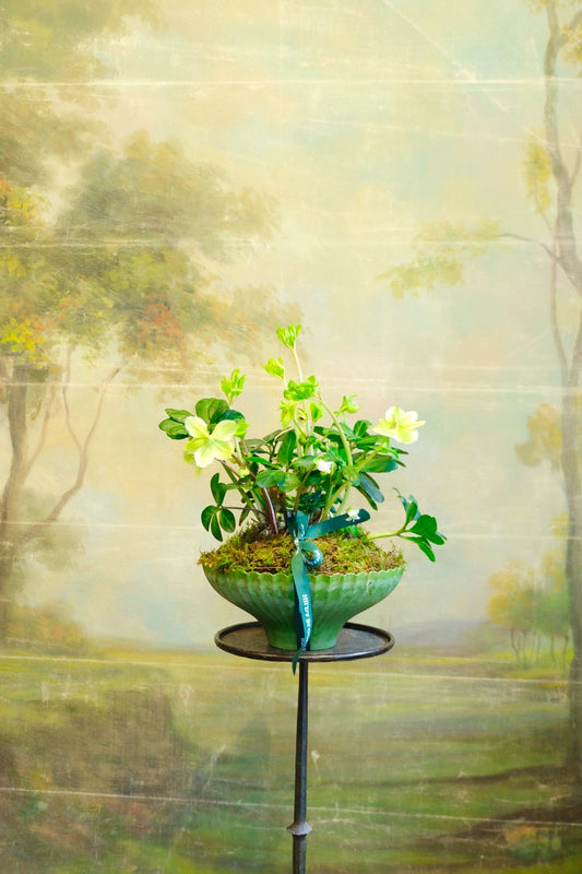 Copa Ondas con planta de temporada