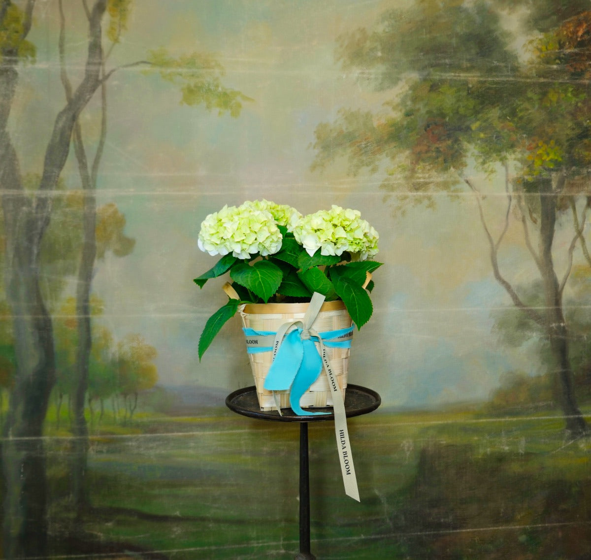 Hortensia S