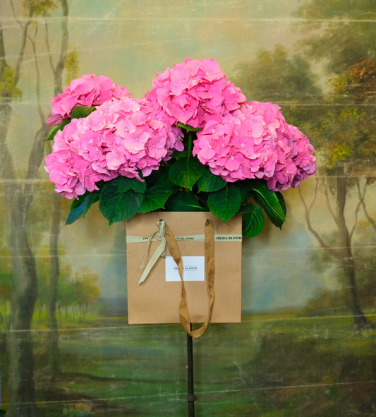 Hortensia L