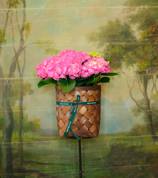Hortensia M