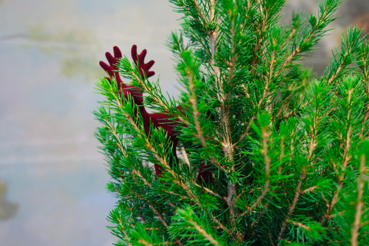 Abeto en maceta con reno