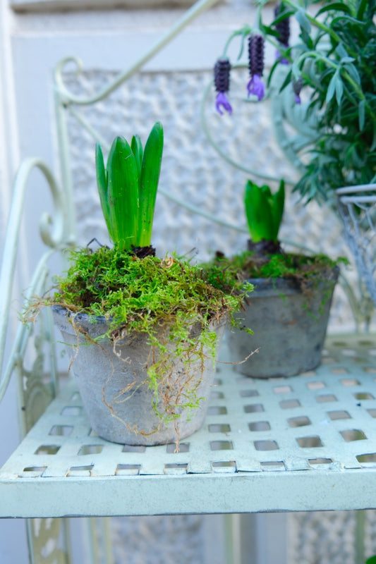 Maceta mini con bulbo de jacinto